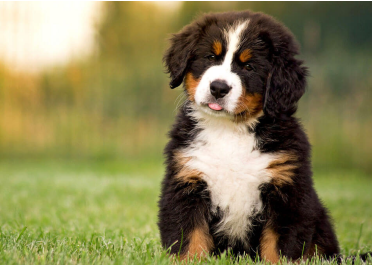 Best Bernese Mountain Dog Puppies for Sale