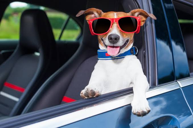 Pet Road Travel – Secure Animals for Safer Driving post thumbnail image